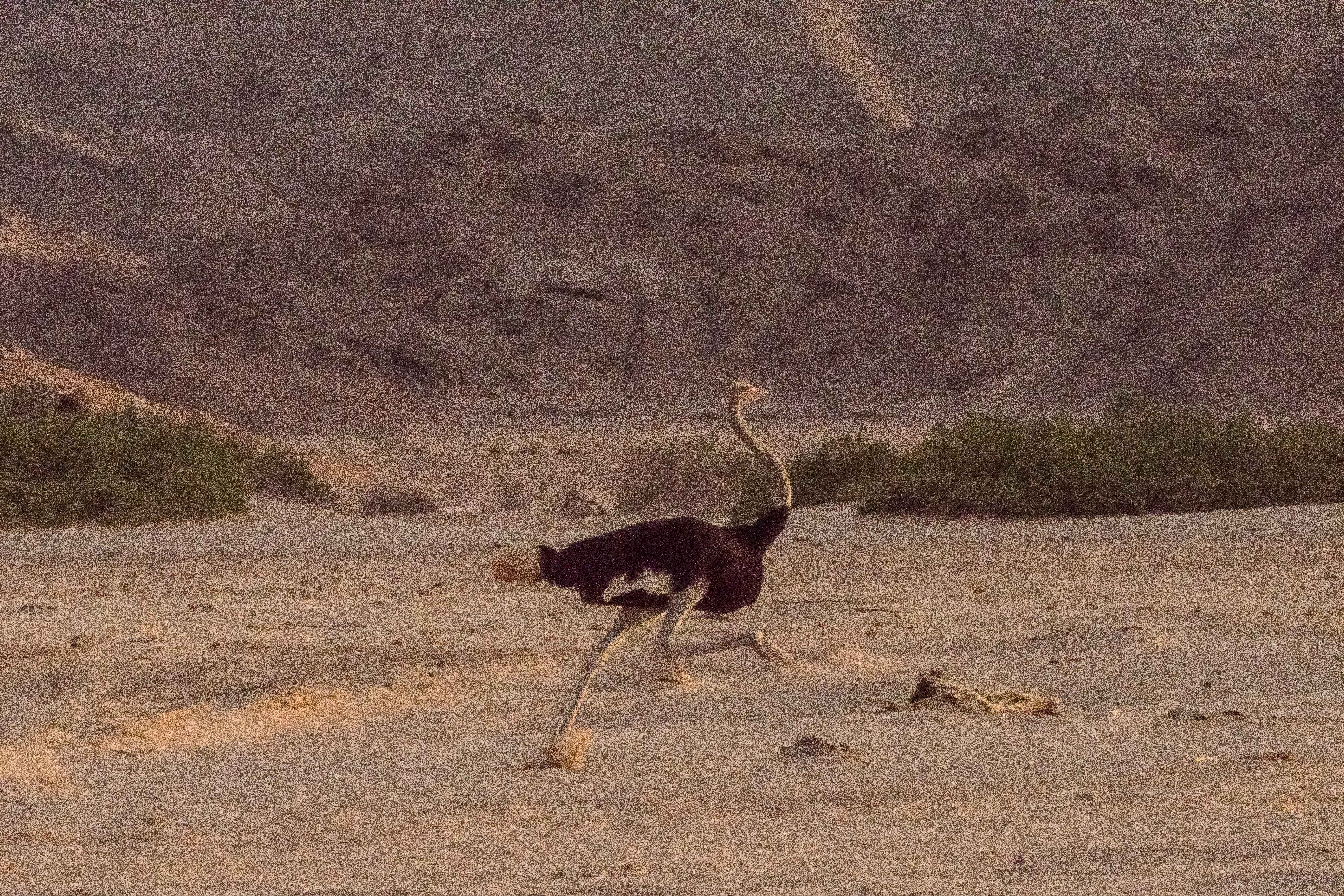 Autruche d'Afrique (Common Ostrich, Struthio camelus), mâle adulte fuyant notre voiture dans le désert, Vallée de l'Hoanib, Kunene, Namibie.